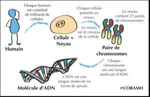 Schéma permettant de distinguer ADN, chromosomes et cellule humaine
